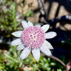 Flannel Flower