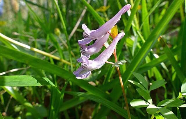 Fumewort (Corydalis solida)