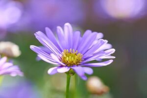 Purple Daisy Flower Meaning