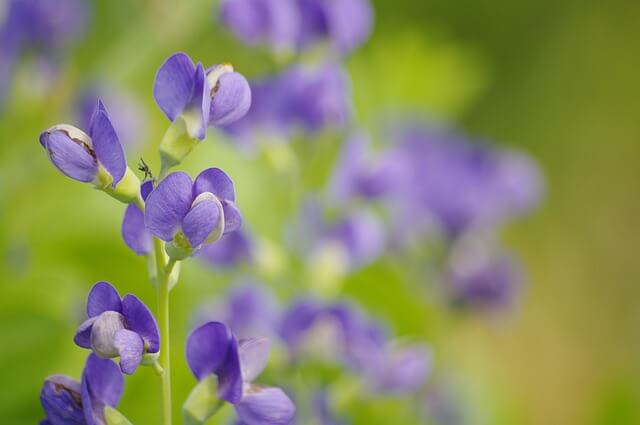 Flowers That Start With F