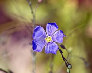 Flax Flower