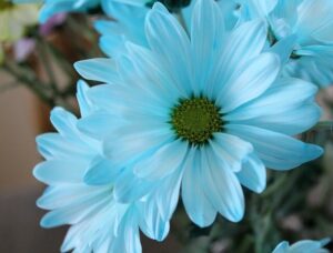 Blue Daisy Meaning