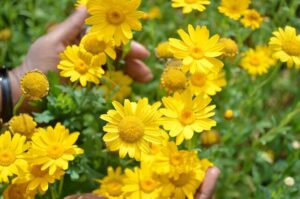 Golden Chamomile