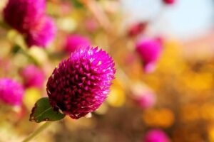 Globe Amaranth