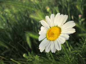 Green Daisy Flower Meaning
