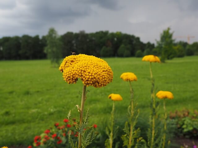 Fern Leaf Yarrow