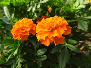 Tagetes Patula