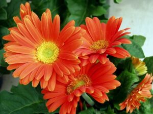Orange Daisy Flower
