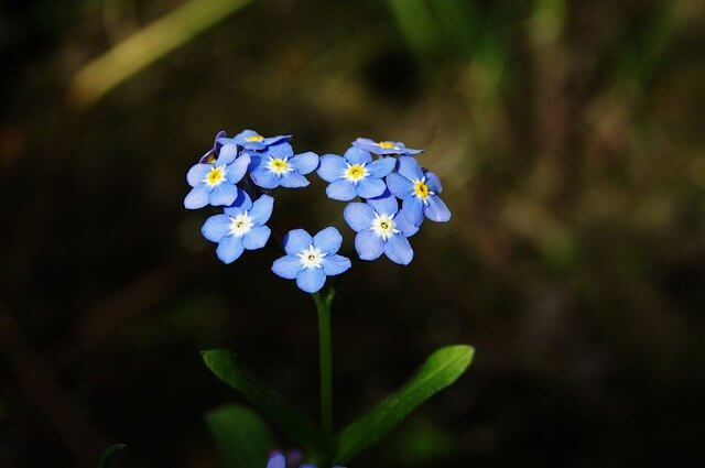Forget Me Not flower