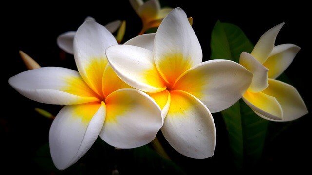 Frangipani