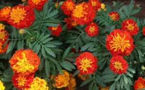 French Marigold