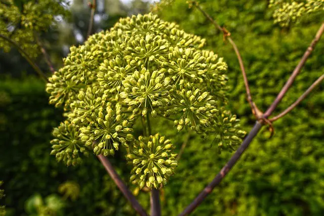 Jardin Angélique