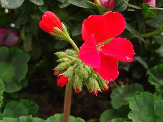 Baume du jardin