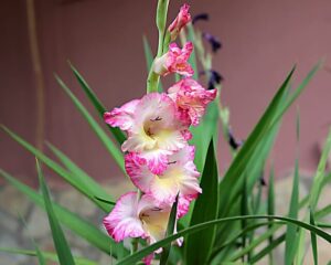 gladiolus