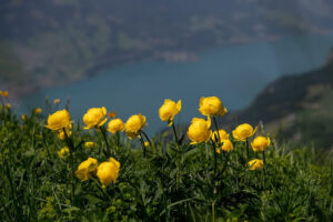 globe flower