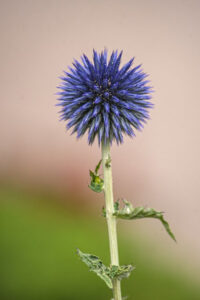 globe thistle