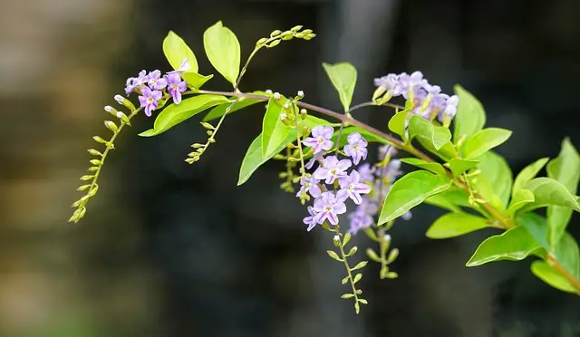 goutte de rosée dorée