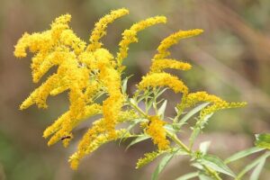 goldenrod