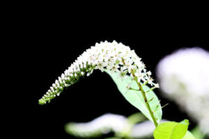 gooseneck loosestrife