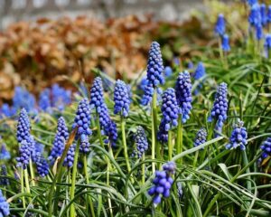 grape hyacinth