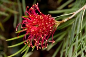 grevillea