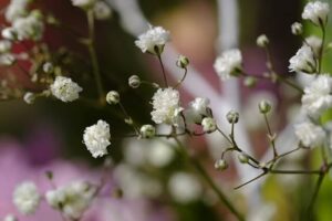 Gypsophile