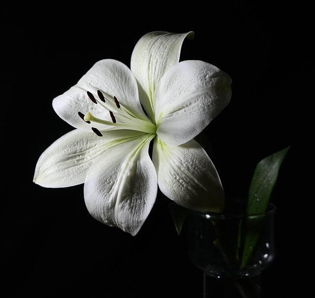 Lily Flower Meaning What does it Symbolize (Spiritual Benefits)