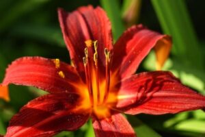 Red Lily Flower Meaning