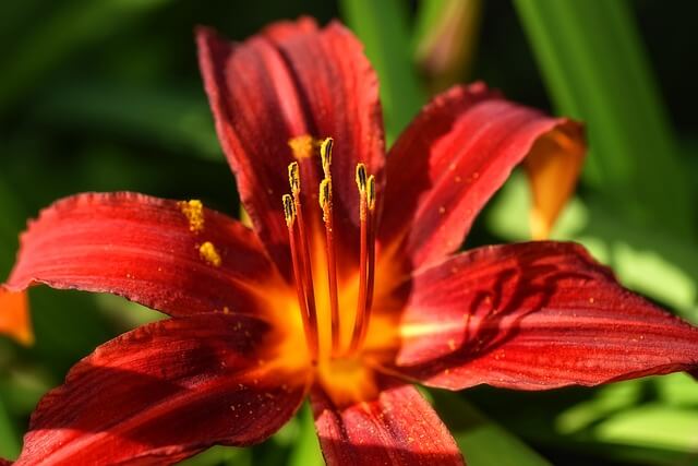 Lily Flower Meaning - What does it Symbolize (Spiritual Benefits)