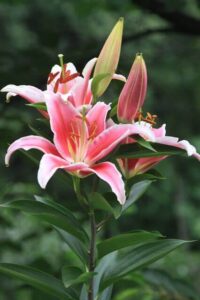 Pink Lily Meaning
