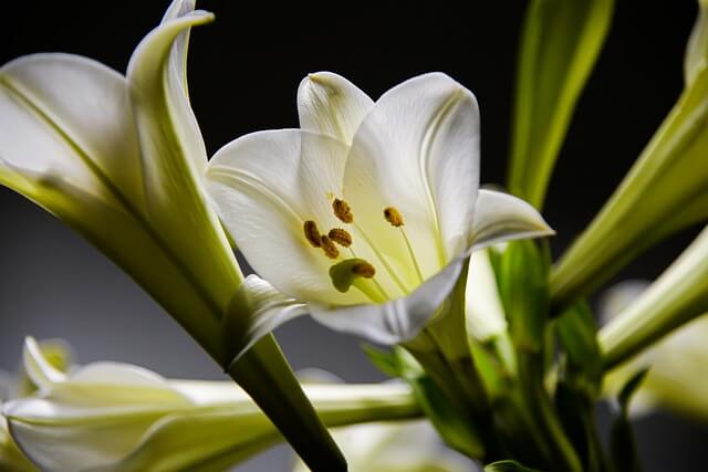 Signification de la fleur de lys