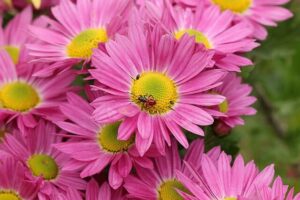 Pink Daisy Meaning