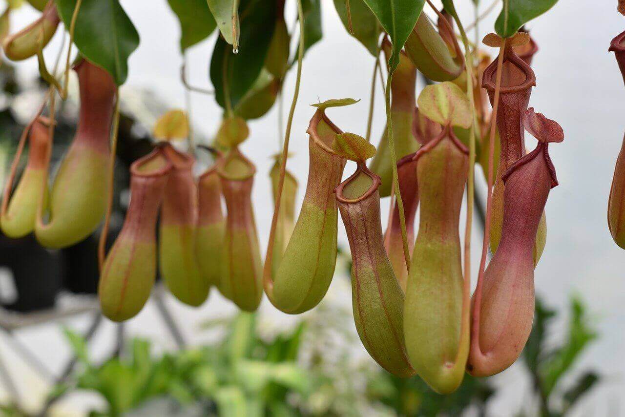 pitcher plant care