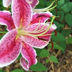 Purple Lily Meaning