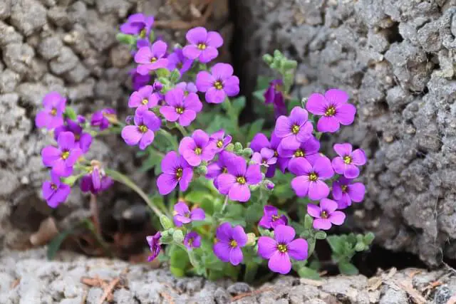 Garden Rock Cress