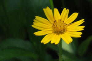 Yellow Daisy Flower Meaning