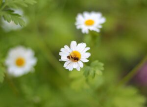 Feverfew