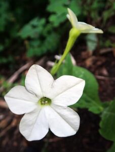 Flowering tobacco