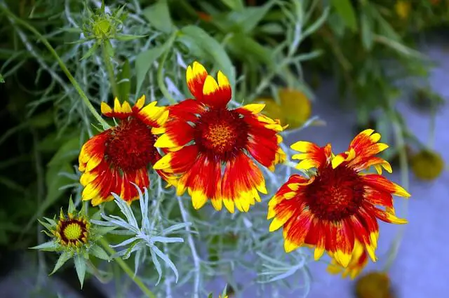 Gaillardia