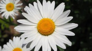 White Daisy Meaning