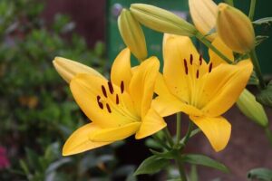 Yellow Lily Flower Meaning