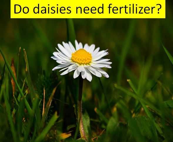 Do Daisies Need Fertilizer