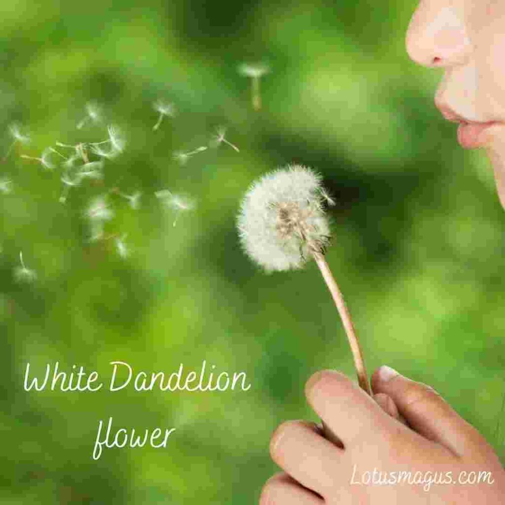 Dandelion flower - Meaning, Language, Symbolism and Spiritual