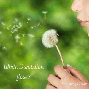 White Dandelion flower