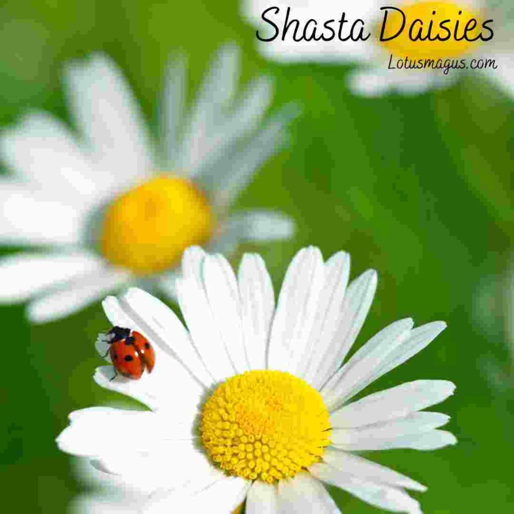 Do Shasta Daisies Need Full Sun? (Light Requirements)