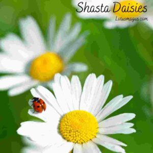 Do Shasta daisies need full sun