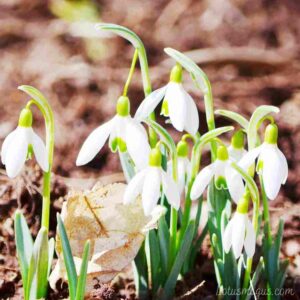 Snowdrop Flower Care