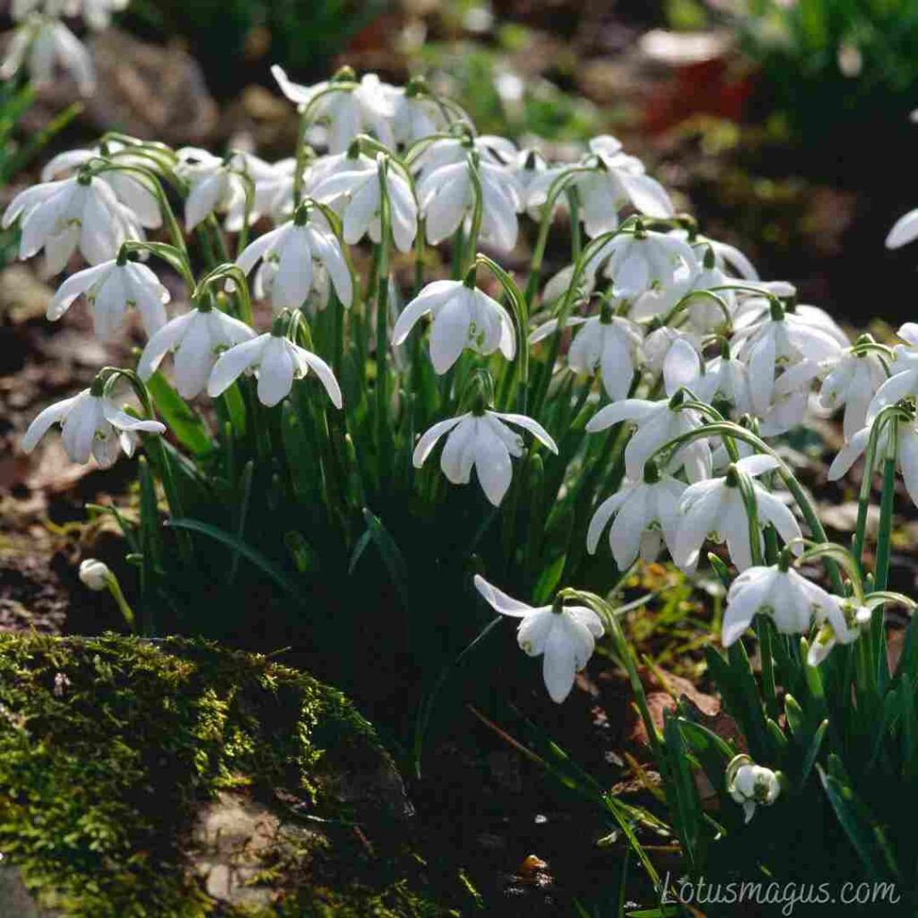 snowdrop-flower-meaning-and-symbolism-galanthus-nivalis