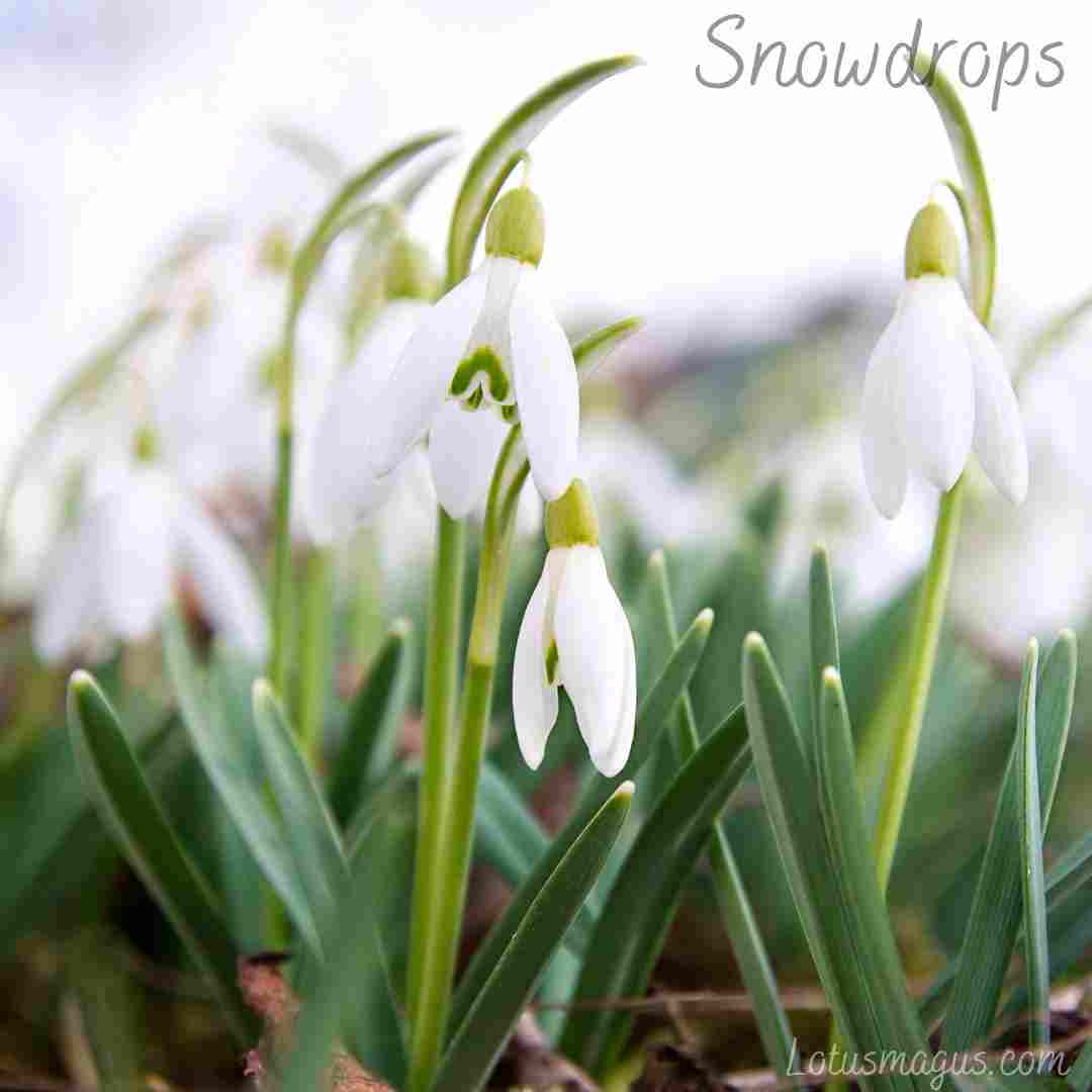 Snowdrop Flower How To Grow Care And Plant Galanthus 6615