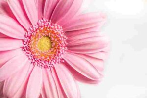 Are Gerbera Daisies Annuals or Perennials